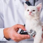 Veterinary emergency; white cat being ausculted with a stethoscope.