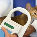 Microchip scanner being used to check a cat for an implant