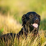 Black Labrador on a dog walk in a field of long grass
