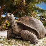 Giant tortoise on a beach. This species does not hibernate.