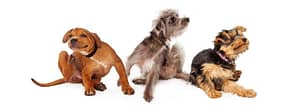 Three young dogs sitting together on a white background and scratching, implying flea infestation.