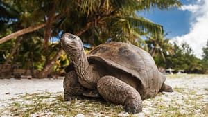Giant tortoise on a beach. This species does not hibernate.