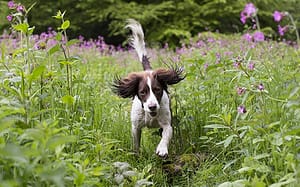 Springer spaniel running face-on towards the camera in a meadow
