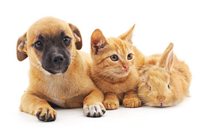 Red new puppy, kitten and bunny on a white background.