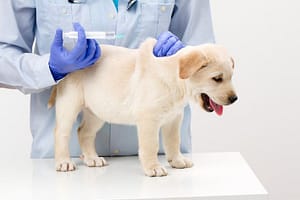 Veterinary surgeon is administering vaccine injection to a labrador puppy