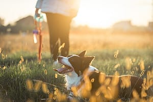 Dog walker in a field walking a border collie off-lead