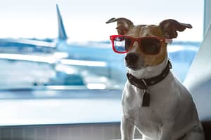 holiday vacation jack russell dog waiting in airport terminal ready to board the airplane or plane at the gate,