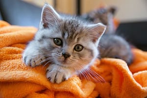Little grey cat lying on an orange blanket on the couch