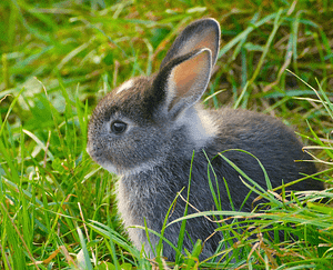 Feeding pet rabbits appropriately - dwarf rabbit in long grass