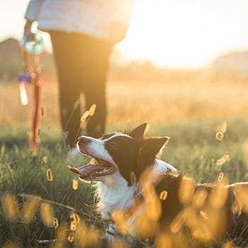 Border Collie on a dog walk in a meadow