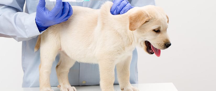 Veterinary surgeon is administering vaccine injection to a labrador puppy