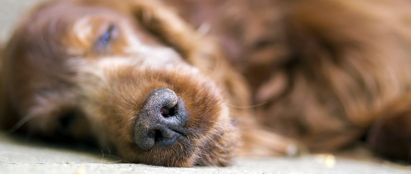 Nose of sleeping Irish Setter dog.